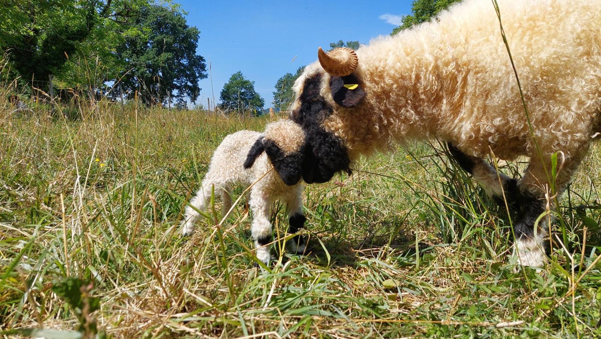 Ferme Des Petites Oreilles 4 Etoiles Montignac-Lascaux Dış mekan fotoğraf