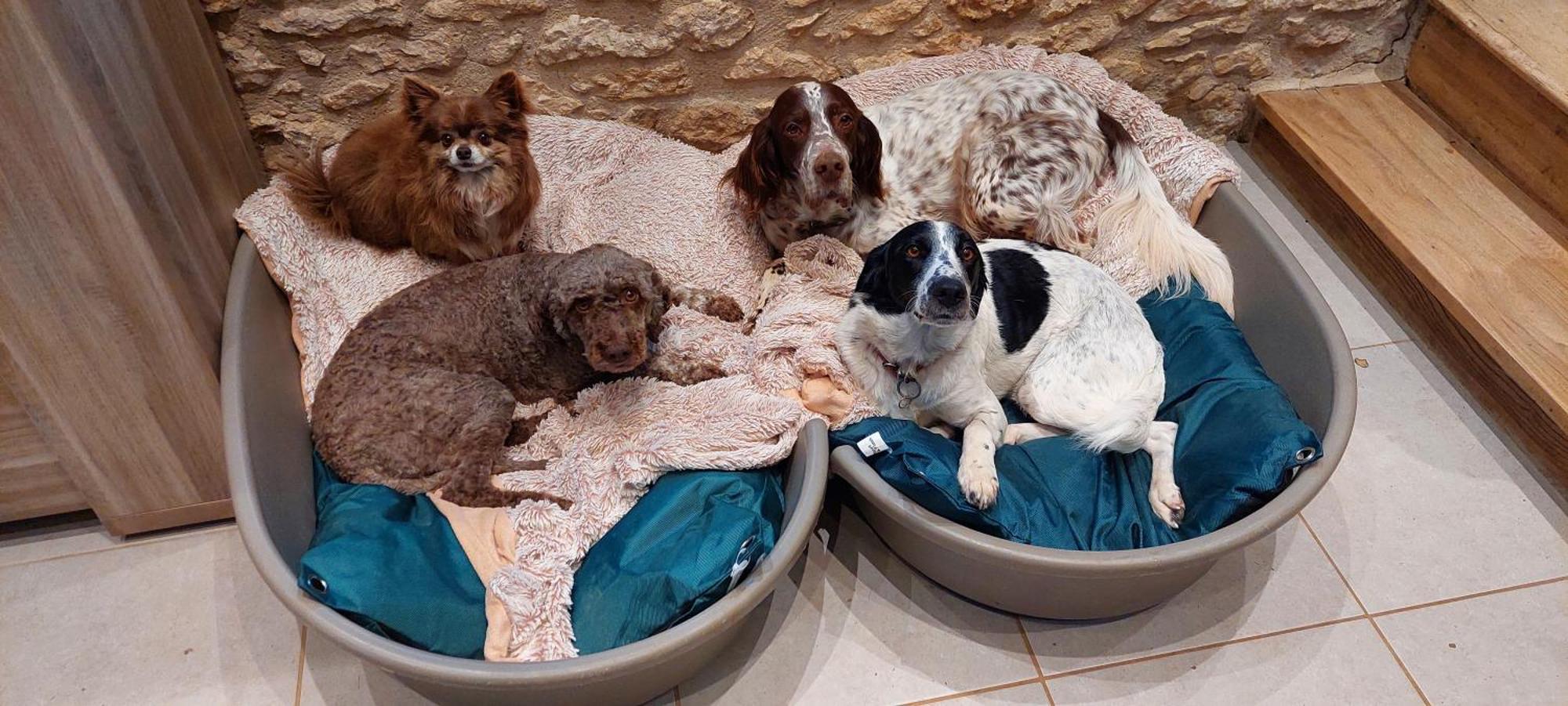 Ferme Des Petites Oreilles 4 Etoiles Montignac-Lascaux Dış mekan fotoğraf
